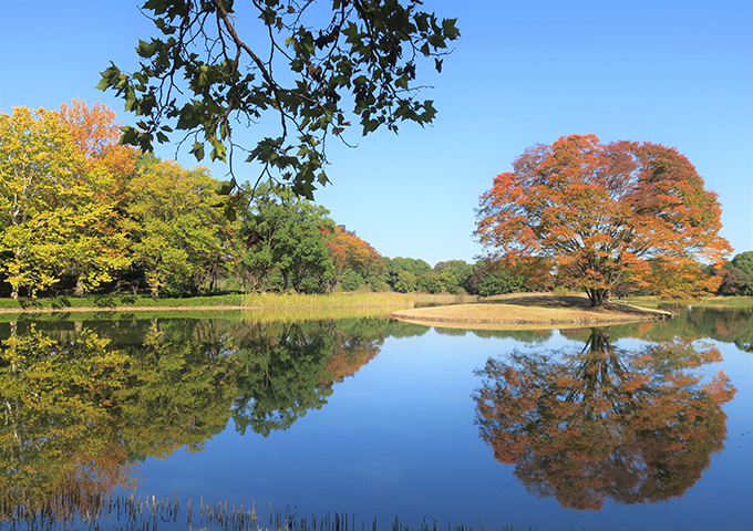 �g�t�i�����̒r�j